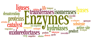 Enzymes wordle